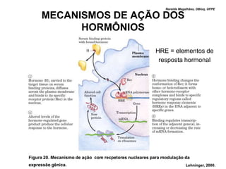Nereide Magalhães, DBioq, UFPE

     MECANISMOS DE AÇÃO DOS
           HORMÔNIOS

                                                       HRE = elementos de
                                                        resposta hormonal




Figura 20. Mecanismo de ação com recpetores nucleares para modulação da
expressão gênica.                                                       Lehninger, 2000.
 