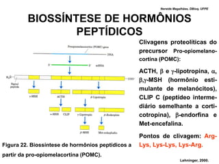 Nereide Magalhães, DBioq, UFPE



         BIOSSÍNTESE DE HORMÔNIOS
                 PEPTÍDICOS
                                                   Clivagens proteolíticas do
                                                   precursor Pro-opiomelano-
                                                   cortina (POMC):

                                                   ACTH, b e g-lipotropina, a,
                                                   b,g-MSH (hormônio esti-
                                                   mulante de melanócitos),
                                                   CLIP C (peptídeo interme-
                                                   diário semelhante a corti-
                                                   cotropina), b-endorfina e
                                                   Met-encefalina.

                                                   Pontos de clivagem: Arg-
Figura 22. Biossíntese de hormônios peptídicos a   Lys, Lys-Lys, Lys-Arg.
partir da pro-opiomelacortina (POMC).
                                                                      Lehninger, 2000.
 