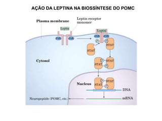AÇÃO DA LEPTINA NA BIOSSÍNTESE DO POMC
 