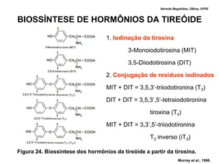 Nereide Magalhães, DBioq, UFPE



BIOSSÍNTESE DE HORMÔNIOS DA TIREÓIDE

                                  1. Iodinação da tirosina

                                           3-Monoiodotirosina (MIT)

                                           3,5-Diiodotirosina (DIT)

                                  2. Conjugação de resíduos iodinados

                                  MIT + DIT = 3,5,3’-triiodotironina (T3)

                                  DIT + DIT = 3,5,3’,5’-tetraiodotironina

                                                   tiroxina (T4)

                                  MIT + DIT = 3,3’,5’-triiodotironina

                                                   T3 inverso (iT3)

Figura 24. Biossíntese dos hormônios da tireóide a partir da tirosina.
                                                                   Murray et al., 1996.
 