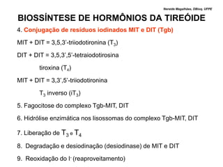 Nereide Magalhães, DBioq, UFPE


BIOSSÍNTESE DE HORMÔNIOS DA TIREÓIDE
4. Conjugação de resíduos iodinados MIT e DIT (Tgb)

MIT + DIT = 3,5,3’-triiodotironina (T3)

DIT + DIT = 3,5,3’,5’-tetraiodotirosina

        tiroxina (T4)

MIT + DIT = 3,3’,5’-triiodotironina

        T3 inverso (iT3)

5. Fagocitose do complexo Tgb-MIT, DIT

6. Hidrólise enzimática nos lisossomas do complexo Tgb-MIT, DIT

7. Liberação de T3 e T4

8. Degradação e desiodinação (desiodinase) de MIT e DIT

9. Reoxidação do I- (reaproveitamento)
 