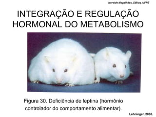 Nereide Magalhães, DBioq, UFPE




 INTEGRAÇÃO E REGULAÇÃO
HORMONAL DO METABOLISMO




  Figura 30. Deficiência de leptina (hormônio
  controlador do comportamento alimentar).
                                                     Lehninger, 2000.
 