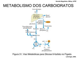 Nereide Magalhães, DBioq, UFPE


METABOLISMO DOS CARBOIDRATOS




   Figura 31. Vias Metabólicas para Glicose 6-fosfato no Fígado.
                                                             Lehninger, 2000.
 