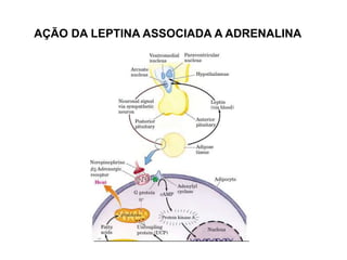 AÇÃO DA LEPTINA ASSOCIADA A ADRENALINA
 