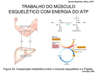 Nereide Magalhães, DBioq, UFPE


        TRABALHO DO MÚSCULO
    ESQUELÉTICO COM ENERGIA DO ATP




Figura 34. Cooperação metabólica entre o músculo esquelético e o Fígado.
                                                                   Lehninger, 2000.
 