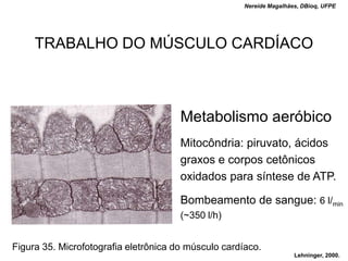 Nereide Magalhães, DBioq, UFPE




     TRABALHO DO MÚSCULO CARDÍACO



                                       Metabolismo aeróbico
                                       Mitocôndria: piruvato, ácidos
                                       graxos e corpos cetônicos
                                       oxidados para síntese de ATP.

                                       Bombeamento de sangue: 6 l/min
                                       (~350 l/h)


Figura 35. Microfotografia eletrônica do músculo cardíaco.
                                                                      Lehninger, 2000.
 