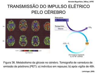Nereide Magalhães, DBioq, UFPE


   TRANSMISSÃO DO IMPULSO ELÉTRICO
            PELO CÉREBRO




Figura 36. Metabolismo da glicose no cérebro. Tomografia de varredura de
emissão de pósitrons (PET): a) indivíduo em repouso; b) após vigília de 48h.
                                                                     Lehninger, 2000.
 