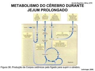 Nereide Magalhães, DBioq, UFPE

         METABOLISMO DO CÉREBRO DURANTE
               JEJUM PROLONGADO




Figura 38. Produção de Corpos cetônicos pelo fígado para suprir o cérebro.
                                                                                Lehninger, 2000.
 