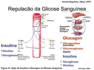 Nereide Magalhães, DBioq, UFPE



      Regulação da Glicose Sanguínea




                                                               Glucagon
                                                               Glicogenólise
Insulina                                                       (músculos)
                                                               Gliconeogênese
 Glicólise                                                     (fígado)
 Glicogênese
                                                               Insulina
                                                               Glicogênese
                                                               Glicólise
Figura 41. Ação da Insulina e Glucagon na Glicose sanguínea.                Lehninger, 2000.
 