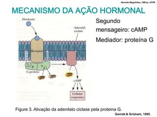 Nereide Magalhães, DBioq, UFPE



MECANISMO DA AÇÃO HORMONAL
                                          Segundo
                                          mensageiro: cAMP
                                          Mediador: proteína G




Figure 3. Ativação da adenilato ciclase pela proteina G.
                                                    Garrett & Grisham, 1995.
 