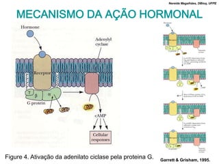 Nereide Magalhães, DBioq, UFPE



    MECANISMO DA AÇÃO HORMONAL




Figure 4. Ativação da adenilato ciclase pela proteina G.   Garrett & Grisham, 1995.
 