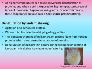 • As higher temperatures can cause irreversible denaturation of
proteins, and when a cell is exposed to high temperatures, several
types of molecular chaperones swing into action for this reason,
these chaperones are also called heat-shock proteins (HSPs).
Denaturation by violent shaking:
• Agitation also denatures protein.
• We see this clearly in the whipping of egg whites.
• The constant churning of milk or cream creates foam from various
proteins which also causes denaturation of proteins.
• Denaturation of milk protein occurs during whipping or beating of
ice-cream mix during ice-cream manufacturing.
Coagulation of milk proteins13
 