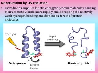 Denaturation by UV radiation:
• UV radiation supplies kinetic energy to protein molecules, causing
their atoms to vibrate more rapidly and disrupting the relatively
weak hydrogen bonding and dispersion forces of protein
molecules.
Native protein Denatured protein
16
 