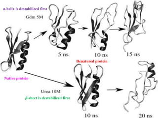 24
β-sheet is destabilized first
α-helix is destabilized first
Native protein
Denatured protein
 