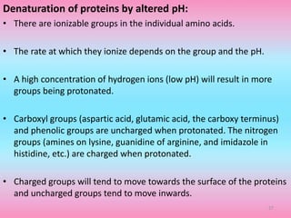 Denaturation of proteins by altered pH:
• There are ionizable groups in the individual amino acids.
• The rate at which they ionize depends on the group and the pH.
• A high concentration of hydrogen ions (low pH) will result in more
groups being protonated.
• Carboxyl groups (aspartic acid, glutamic acid, the carboxy terminus)
and phenolic groups are uncharged when protonated. The nitrogen
groups (amines on lysine, guanidine of arginine, and imidazole in
histidine, etc.) are charged when protonated.
• Charged groups will tend to move towards the surface of the proteins
and uncharged groups tend to move inwards.
27
 
