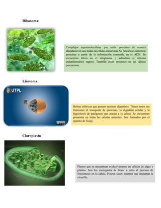 Ribosoma:
Lisosoma:
Cloroplasto
Complejos supramoleculares que están presentes de manera
abundante en casi todas las células eucariotas. Su función es sintetizar
proteínas a partir de la información contenida en el ADN. Se
encuentran libres en el citoplasma o adheridos al retículo
endoplasmático rugoso. También están presentes en las células
procariotas.
Bolsas esféricas que poseen enzimas digestivas. Tienen entre sus
funciones el transporte de proteínas, la digestión celular y la
fagocitosis de patógenos que atacan a la célula. Se encuentran
presentes en todas las células animales. Son formados por el
aparato de Golgi.
Plastos que se encuentran exclusivamente en células de algas y
plantas. Son los encargados de llevar a cabo el proceso de
fotosíntesis en la célula. Poseen sacos internos que encierran la
clorofila.
 