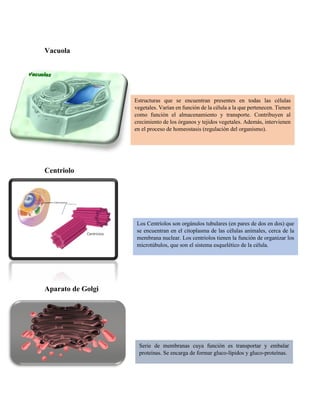 Vacuola
Centriolo
Aparato de Golgi
Estructuras que se encuentran presentes en todas las células
vegetales. Varían en función de la célula a la que pertenecen. Tienen
como función el almacenamiento y transporte. Contribuyen al
crecimiento de los órganos y tejidos vegetales. Además, intervienen
en el proceso de homeostasis (regulación del organismo).
Los Centríolos son orgánulos tubulares (en pares de dos en dos) que
se encuentran en el citoplasma de las células animales, cerca de la
membrana nuclear. Los centriolos tienen la función de organizar los
microtúbulos, que son el sistema esquelético de la célula.
Serie de membranas cuya función es transportar y embalar
proteínas. Se encarga de formar gluco-lípidos y gluco-proteínas.
 