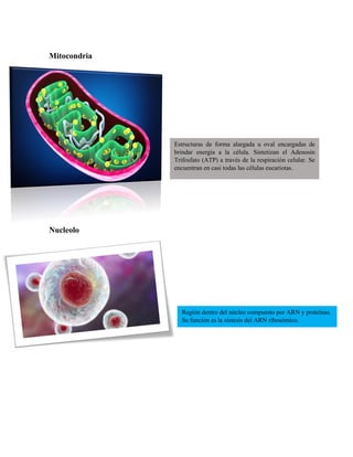 Mitocondria
Nucleolo
Estructuras de forma alargada u oval encargadas de
brindar energía a la célula. Sintetizan el Adenosin
Trifosfato (ATP) a través de la respiración celular. Se
encuentran en casi todas las células eucariotas.
Región dentro del núcleo compuesto por ARN y proteínas.
Su función es la síntesis del ARN ribosómico.
 