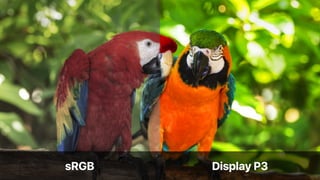 •
Display P3•
sRGB
 