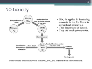 NO toxicity
19
Formation of N‐nitroso compounds from NO3
−, NO2
−, NO, and their effects on human health.
• NO3
− is applied in increasing
amounts in the fertilizers for
agricultural production.
• They accumulate in the soil.
• They can reach groundwater.
 