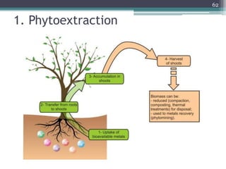1. Phytoextraction
62
 