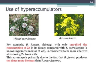 Use of hyperaccumulators
64
Thlaspi caerulescens Brassica juncea
For example, B. juncea, although with only one-third the
concentration of Zn in its tissues compared with T. caerulescens (a
known hyperaccumulator of Zn), is considered to be more effective
at removing Zn from soils.
This advantage is primarily due to the fact that B. juncea produces
ten times more biomass than T. caerulescens .
 