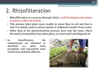 2. Rhizofilteration
• Rhizofilteration is a process through which a well developed root system
is used as a filter for metals.
• This process takes place more readily in water than in soil and that is
why it is mainly used to extract metals or radioactive matter from water.
• Other than in the phytoextraction process, here only the roots, where
the metal accumulation has taken place, are harvested and disposed of.
66
• In rhizofiltration, the
contaminants are adsorbed or
absorbed, i.e., plant roots
precipitate and concentrate toxic
metals from polluted effluents.
 