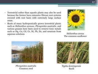 • Terrestrial rather than aquatic plants may also be used
because the former have extensive fibrous root systems
covered with root hairs with extremely large surface
areas.
• Roots of many hydroponically grown terrestrial plants
such as Helianthus annuus, Phragmites australis, and
various grasses have been used to remove toxic metals
such as Hg, Cu, Cd, Cr, Ni, Pb, Zn, and uranium from
aqueous solutions
67
Phragmites australis
Common reed
Typha domingensis
Bardi
Helianthus annus
The common sunflower
 