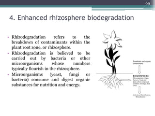 4. Enhanced rhizosphere biodegradation
• Rhizodegradation refers to the
breakdown of contaminants within the
plant root zone, or rhizosphere.
• Rhizodegradation is believed to be
carried out by bacteria or other
microorganisms whose numbers
typically flourish in the rhizosphere.
• Microorganisms (yeast, fungi or
bacteria) consume and digest organic
substances for nutrition and energy.
69
 