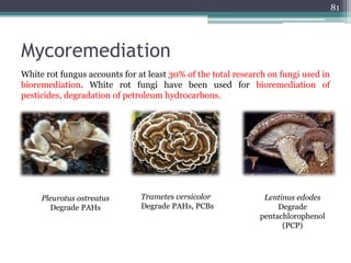 Mycoremediation
81
White rot fungus accounts for at least 30% of the total research on fungi used in
bioremediation. White rot fungi have been used for bioremediation of
pesticides, degradation of petroleum hydrocarbons.
Pleurotus ostreatus
Degrade PAHs
Trametes versicolor
Degrade PAHs, PCBs
Lentinus edodes
Degrade
pentachlorophenol
(PCP)
 