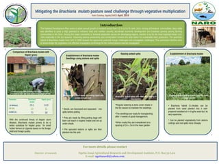 .
Mitigating the Brachiaria mulato pasture seed challenge through vegetative multiplication
Nviiri Geofrey, NgettaZARDI April, 2014
Introduction
The National Development Plan seeks to attain annual growth in livestock sector from 3.0 % to 5.4 % (NPA, 2010). Among all livestock commodities, dairy cattle
was identified to pose a high potential to enhance food and nutrition security, accelerate economic development and eradicate poverty among farming
communities in the Zone. Among the major constraints to livestock production across the developing regions, nutrition is by far the most important factor (ILRI,
1995) especially in the dry seasons. Improving pasture productivity and conservation remains the best option for sustainable dairy production. The apomictic
hybrid of Brachiaria mulato from CIAT in 1998 showed the agronomic potential though challenged with propagation challenges. This submission therfore aims
to disserminate the vegetative cost effective propagation technology for the named pasture species propagation.
For more details please contact
Director of research Ngetta Zonal Agricultural Research and Development Institute, P.O. Box 52 Lira
E-mail: ngettazardi@yahoo.com
Parameter Brachiaria
mulato
Napier grass
(D Mt/ha/yr) 20.1 16.5
CP (%) 13 11
IVOMD (%) 70 68
Comparison of Brachiaria mulato with
Napier grass
With the continued threat of Napier stunt
disease, Brachiaria mulato proves to be a
better substitute for Napier grass for small
holder farmers in Uganda based on the forage
yield and forage quality.
Establishment of Bracharia mulato
Seedlings using stolons and splits
• Stools are harvested and separated into
splits before potting.
• Pots are made by filling potting bags with
loam soil reach in organic matter and set up
under shade.
• Pre sprouted stolons or splits are then
planted into the pots
Pre-sprouted stolons ready for potting (right) and
potted stolons (left)
• Bracharia hybrid Cv. Mulato can be
planted from seed planted into a well-
prepared seedbed at 4–6 kg/ha seed but its
very expensive.
• Can be planted vegetatively from stolons
cuttings and root splits more cheaply.
Bracharia mulato establishment from root splits
at Ngetta ZARDI
Brachiaria potted splits one week after potting in
the nursery
Establishment of Bracharia mulatoRaising potted splits
•Regular watering is done under shade in
the dry season to maintain the seedlings.
•The seedlings are ready for transplanting
after 4 weeks of good management.
•When ready they are transplanted at a
spacing of 1m x 1m in the main garden
Livestock production scientist inspecting the mother
garden before split and stolon harvesting at NgettaZARDI
 