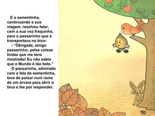 E a sementinha, continuando a sua viagem, resolveu falar, com a sua voz fraquinha, para o passarinho que a transportava no bico: - “Obrigada, amigo passarinho, pelas coisas lindas que me tens mostrado! Eu não sabia que o Mundo é tão belo.” O passarinho, admirado com a fala da sementinha, teve de poisar num ramo de um árvore para abrir o bico e lhe por responder. 