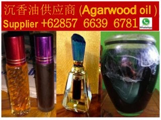 Supplier +62857 6639 6781
沉香油供应商 (Agarwood oil )
 