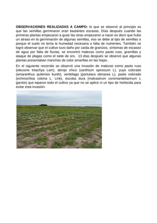OBSERVACIONES REALIZADAS A CAMPO: lo que se observó al principio es
que las semillas germinaron eran bastantes escasas. Días después cuando las
primeras plantas empezaron a guiar las otras empezaron a nacer es decir que hubo
un atraso en la germinación de algunas semillas, eso se debe al tipo de semillas o
porque el suelo no tenía la humedad necesaria o falta de nutrientes. También se
logró observar que el cultivo tuvo daño por caída de granizos, síntomas de escasez
de agua por falta de lluvias, se encontró malezas como pasto ruso, gramillas y
ataque de plagas como el siete de oro. 13 días después se observó que algunas
plantas presentaban manchas de color amarillas en las hojas.
En el siguiente recorrido se observó una invasión de malezas como pasto ruso
(eleusine tritachya Lam), abrojo chico (xanthium spinosum L), yuyo colorado
(amaranthus quitensis kunth), verdolaga (portulaca oleracea L), pasto colorado
(echinochloa colona L. Link), escoba dura (malvastrum coromandeliannum L
garcke) que taparon todo el cultivo ya que no se aplicó ni un tipo de herbicida para
evitar esta invasión.
 