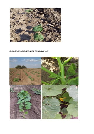 INCORPORACIONES DE FOTOGRAFÍAS:
 