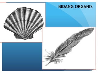 BIDANG ORGANIS
 