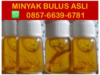 MINYAK BULUS ASLI
0857-6639-6781
 