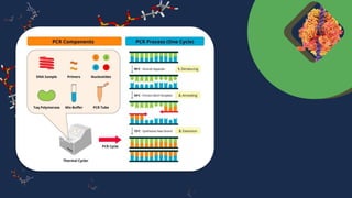 [Pdf] _ Nested PCR.pdf