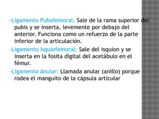 Anatomía de la Cadera