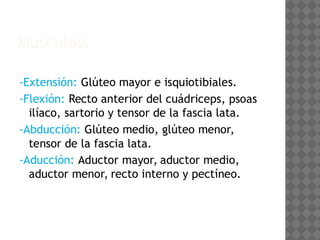 Anatomía de la Cadera