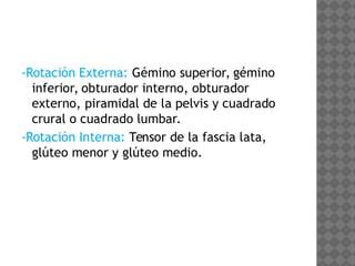 Anatomía de la Cadera