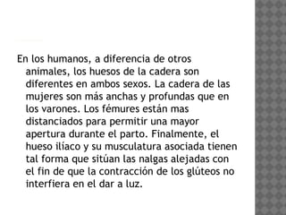 Anatomía de la Cadera