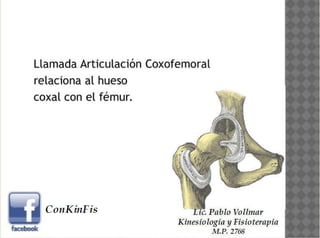 Anatomía de la Cadera