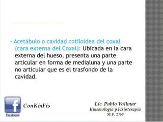 Anatomía de la Cadera