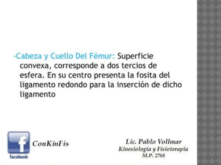 Anatomía de la Cadera