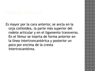 Anatomía de la Cadera