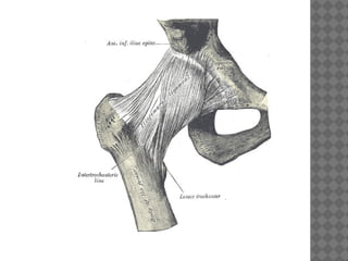 Anatomía de la Cadera