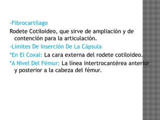 Anatomía de la Cadera