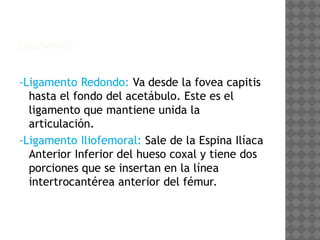 Anatomía de la Cadera