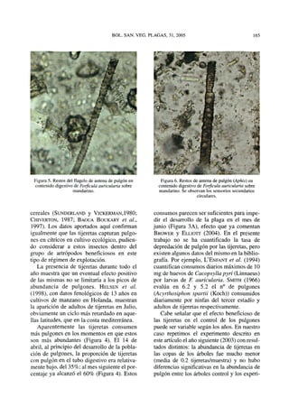 Figura 5. Restos del flagelo de antena de pulgónen
contenido digestivo de Forficulaauricularia sobre
mandarino.
Figura 6. Restos de antena de pulgón (Aphis) en
contenido digestivo de Forficulaauricularia sobre
mandarino. Se observan lossensorios secundarios
circulares.
cereales (SUNDERLAND y VICKERMAN,1980;
CHIVERTON, 1987; BAOUA BOUKARY et al,
1997). Los datos aportados aquí confirman
igualmente que las tijeretas capturan pulgo-
nes en cítricos en cultivo ecológico, pudien-
do considerar a estos insectos dentro del
grupo de artrópodos beneficiosos en este
tipo de régimen de explotación.
La presencia de tijeretas durante todo el
año muestra que un eventual efecto positivo
de las mismas no se limitaría a los picos de
abundancia de pulgones. HELSEN et al
(1998), con datos fenológicos de 13años en
cultivos de manzano en Holanda, muestran
la aparición de adultos de tijeretas en Julio,
obviamente un ciclo másretardado en aque-
llas latitudes, queen la costa mediterránea.
Aparentemente las tijeretas consumen
más pulgones en los momentos en que estos
son más abundantes (Figura 4). El 14 de
abril, al principio del desarrollo de la pobla-
ción de pulgones, la proporción de tijeretas
con pulgón en el tubo digestivo era relativa-
mente bajo, del 35%;al messiguiente el por-
centaje ya alcanzó el 60% (Figura 4). Estos
consumos parecen ser suficientes para impe-
dir el desarrollo de la plaga en el mes de
junio (Figura 3A), efecto que ya comentan
BROWER y ELLIOTT (2004). En el presente
trabajo no se ha cuantificado la tasa de
depredación de pulgón por las tijeretas, pero
existen algunos datos delmismo en la biblio-
grafía. Por ejemplo, L'ENFANT et al (1994)
cuantifican consumos diarios máximos de10
mg de huevos de Cacopsyllapyri (Linnaeus)
por larvas de F. auricularia. SMITH (1966)
evalúa en 6.2 y 5.2 el n° de pulgones
{Acyrthosiphon spartii (Koch)) consumidos
diariamente por ninfas del tercer estadio y
adultos de tijeretas respectivamente.
Cabe señalar que el efecto beneficioso de
las tijeretas en el control de los pulgones
puede servariable según los años. En nuestro
caso repetimos el experimento descrito en
este artículo el añosiguiente (2003) conresul-
tados distintos: la abundancia de tijeretas en
las copas de los árboles fue mucho menor
(media de 0.2 tijeretas/muestra) y no hubo
diferencias significativas en la abundancia de
pulgón entre los árboles control y los experi-
 